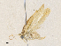  ( - CBG-A33439-H03)  @11 [ ] CreativeCommons - Attribution Share - Alike (2024) CBG Photography Group Centre for Biodiversity Genomics