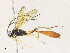 ( - CBG-A33440-C02)  @11 [ ] CreativeCommons - Attribution Share - Alike (2024) CBG Photography Group Centre for Biodiversity Genomics