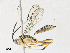  ( - CBG-A33440-D06)  @11 [ ] CreativeCommons - Attribution Share - Alike (2024) CBG Photography Group Centre for Biodiversity Genomics