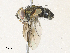  ( - CBG-A33443-H08)  @11 [ ] CreativeCommons - Attribution Share - Alike (2024) CBG Photography Group Centre for Biodiversity Genomics