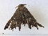  ( - CBG-A33444-D05)  @11 [ ] CreativeCommons - Attribution Share-Alike (2024) CBG Photography Group Centre for Biodiversity Genomics