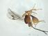  (Microctonus Malaise9875 - CBG-A33541-A07)  @11 [ ] CreativeCommons - Attribution Share - Alike (2024) Centre for Biodiversity Genomics Centre for Biodiversity Genomics