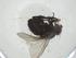  (Phytomyptera Malaise4206 - CBG-A33567-F04)  @11 [ ] CreativeCommons - Attribution Share - Alike (2024) Centre for Biodiversity Genomics Centre for Biodiversity Genomics