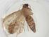  (Idaea Malaise2861 - CBG-A33604-A02)  @11 [ ] CreativeCommons - Attribution Share - Alike (2024) Centre for Biodiversity Genomics Centre for Biodiversity Genomics