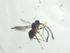  (Dolichoderus validus - CBG-A34265-C12)  @11 [ ] CreativeCommons - Attribution Share - Alike (2024) Centre for Biodiversity Genomics Centre for Biodiversity Genomics