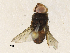  (Ormia Malaise2182 - CBG-A34333-H06)  @11 [ ] CreativeCommons - Attribution Share-Alike (2024) CBG Photography Group Centre for Biodiversity Genomics