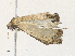  (Phlyctaina Malaise4120 - CBG-A34334-A02)  @11 [ ] CreativeCommons - Attribution Share-Alike (2024) CBG Photography Group Centre for Biodiversity Genomics