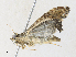  (Aulacodes BioLep1990 - CBG-A34335-B04)  @11 [ ] CreativeCommons - Attribution Share - Alike (2024) CBG Photography Group Centre for Biodiversity Genomics