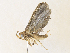  ( - CBG-A34335-H08)  @11 [ ] CreativeCommons - Attribution Share - Alike (2024) CBG Photography Group Centre for Biodiversity Genomics
