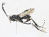  ( - CBG-A34336-C08)  @11 [ ] CreativeCommons - Attribution Share - Alike (2024) CBG Photography Group Centre for Biodiversity Genomics