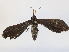  ( - CBG-A34336-G02)  @11 [ ] CreativeCommons - Attribution Share - Alike (2024) CBG Photography Group Centre for Biodiversity Genomics
