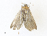  (erebidBioLep01 BioLep2048 - CBG-A34337-C10)  @11 [ ] CreativeCommons - Attribution Share - Alike (2024) CBG Photography Group Centre for Biodiversity Genomics