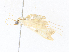  ( - CBG-A34337-C12)  @11 [ ] CreativeCommons - Attribution Share - Alike (2024) CBG Photography Group Centre for Biodiversity Genomics