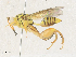  (chalMalaise1423 - CBG-A34339-C05)  @11 [ ] CreativeCommons - Attribution Share - Alike (2024) CBG Photography Group Centre for Biodiversity Genomics