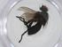 (Malaisetach19 Malaise1372 - CBG-A34556-G02)  @11 [ ] CreativeCommons - Attribution Share - Alike (2024) Centre for Biodiversity Genomics Centre for Biodiversity Genomics