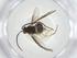  (Bracon Malaise3381 - CBG-A34557-B06)  @11 [ ] CreativeCommons - Attribution Share - Alike (2024) Centre for Biodiversity Genomics Centre for Biodiversity Genomics