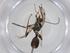  (Notiospathius Malaise2267 - CBG-A34585-D04)  @11 [ ] CreativeCommons - Attribution Share - Alike (2024) Centre for Biodiversity Genomics Centre for Biodiversity Genomics