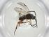  (Apanteles Malaise4449 - CBG-A34709-C02)  @11 [ ] CreativeCommons - Attribution Share - Alike (2024) Centre for Biodiversity Genomics Centre for Biodiversity Genomics