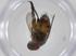  (Siphona Janzen7234 - CBG-A34750-C05)  @11 [ ] CreativeCommons - Attribution Share - Alike (2024) Centre for Biodiversity Genomics Centre for Biodiversity Genomics