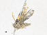  ( - CBG-A35133-E11)  @11 [ ] CreativeCommons - Attribution Share - Alike (2024) CBG Photography Group Centre for Biodiversity Genomics