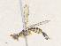  ( - CBG-A35135-B06)  @11 [ ] CreativeCommons - Attribution Share - Alike (2024) CBG Photography Group Centre for Biodiversity Genomics