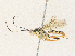  ( - CBG-A35135-C02)  @11 [ ] CreativeCommons - Attribution Share - Alike (2024) CBG Photography Group Centre for Biodiversity Genomics