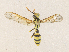  ( - CBG-A35139-H03)  @11 [ ] CreativeCommons - Attribution Share - Alike (2024) CBG Photography Group Centre for Biodiversity Genomics