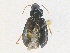  ( - CBG-A35199-F01)  @11 [ ] CreativeCommons - Attribution Share - Alike (2024) CBG Photography Group Centre for Biodiversity Genomics