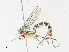  ( - CBG-A35200-F12)  @11 [ ] CreativeCommons - Attribution Share - Alike (2024) CBG Photography Group Centre for Biodiversity Genomics