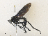  (Diogmites nigripennis - CBG-A36769-G07)  @11 [ ] CreativeCommons - Attribution Share - Alike (2024) CBG Photography Group Centre for Biodiversity Genomics