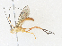  (Dolichozele Malaise4286 - CBG-A36770-D10)  @11 [ ] CreativeCommons - Attribution Share - Alike (2024) CBG Photography Group Centre for Biodiversity Genomics