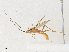  (Aleiodes Malaise5675 - CBG-A36770-F05)  @11 [ ] CreativeCommons - Attribution Share - Alike (2024) CBG Photography Group Centre for Biodiversity Genomics