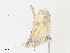  ( - CBG-A36770-F11)  @11 [ ] CreativeCommons - Attribution Share - Alike (2024) CBG Photography Group Centre for Biodiversity Genomics