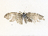  ( - CBG-A36819-A01)  @11 [ ] CreativeCommons - Attribution Share - Alike (2024) CBG Photography Group Centre for Biodiversity Genomics