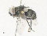  (Argyrophylax albincisaDHJ05 - CBG-A36819-B07)  @11 [ ] CreativeCommons - Attribution Share - Alike (2024) CBG Photography Group Centre for Biodiversity Genomics