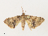  ( - CBG-A30969-C05)  @11 [ ] CreativeCommons - Attribution Share - Alike (2024) CBG Photography Group Centre for Biodiversity Genomics