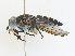  ( - CBG-A30970-A12)  @11 [ ] CreativeCommons - Attribution Share - Alike (2024) CBG Photography Group Centre for Biodiversity Genomics