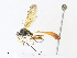  ( - CBG-A30970-D11)  @11 [ ] CreativeCommons - Attribution Share - Alike (2024) CBG Photography Group Centre for Biodiversity Genomics