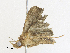  ( - CBG-A30971-C12)  @11 [ ] CreativeCommons - Attribution Share - Alike (2024) CBG Photography Group Centre for Biodiversity Genomics