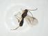  (Stiropius Malaise4709 - CBG-A32820-F10)  @11 [ ] CreativeCommons - Attribution Share - Alike (2024) Centre for Biodiversity Genomics Centre for Biodiversity Genomics