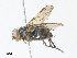  ( - CBG-A33493-D12)  @11 [ ] CreativeCommons - Attribution Share - Alike (2024) CBG Photography Group Centre for Biodiversity Genomics