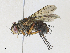  ( - CBG-A33494-F06)  @11 [ ] CreativeCommons - Attribution Share - Alike (2024) CBG Photography Group Centre for Biodiversity Genomics