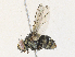  (Zaira Malaise6818 - CBG-A33495-B02)  @11 [ ] CreativeCommons - Attribution Share-Alike (2024) CBG Photography Group Centre for Biodiversity Genomics