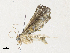  (Neurophyseta Malaisey8603 - CBG-A33496-G08)  @11 [ ] CreativeCommons - Attribution Share-Alike (2024) CBG Photography Group Centre for Biodiversity Genomics