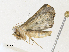  ( - CBG-A33496-G09)  @11 [ ] CreativeCommons - Attribution Share-Alike (2024) CBG Photography Group Centre for Biodiversity Genomics