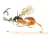  ( - CBG-A33496-H05)  @11 [ ] CreativeCommons - Attribution Share-Alike (2024) CBG Photography Group Centre for Biodiversity Genomics