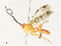  ( - CBG-A33497-C04)  @11 [ ] CreativeCommons - Attribution Share - Alike (2024) CBG Photography Group Centre for Biodiversity Genomics
