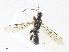  ( - CBG-A33497-F08)  @11 [ ] CreativeCommons - Attribution Share - Alike (2024) CBG Photography Group Centre for Biodiversity Genomics