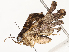  ( - CBG-A65326-D01)  @11 [ ] CreativeCommons - Attribution Share - Alike (2025) CBG Photography Group Centre for Biodiversity Genomics