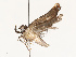 ( - CBG-A65327-A10)  @11 [ ] CreativeCommons - Attribution Share - Alike (2025) CBG Photography Group Centre for Biodiversity Genomics